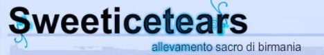 Sweeticetears - Allevamento Sacri di Birmania